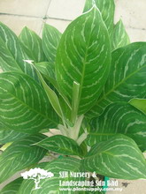 آگلونما نیتیدوم